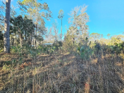 North Florida Land For Sale In Steinhatchee Florida - image 12