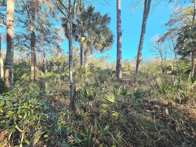 North Florida Land For Sale In Steinhatchee Florida - image 3