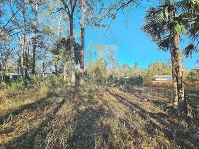 North Florida Land For Sale In Steinhatchee Florida - image 5