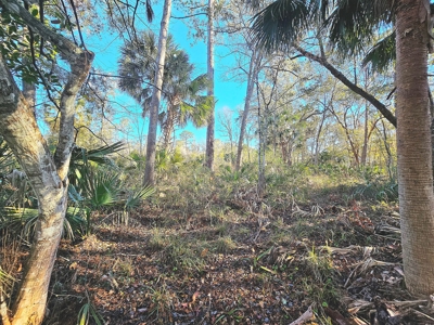 North Florida Land For Sale In Steinhatchee Florida - image 2