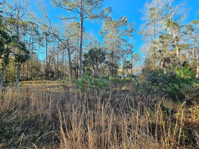 North Florida Land For Sale In Steinhatchee Florida - image 11