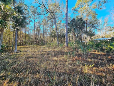 North Florida Land For Sale In Steinhatchee Florida - image 8