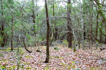 25 Secluded Acres in Protem, Missouri near Bull Shoals Lake - image 14