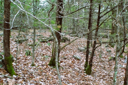 25 Secluded Acres in Protem, Missouri near Bull Shoals Lake - image 16