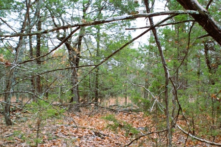 25 Secluded Acres in Protem, Missouri near Bull Shoals Lake - image 17
