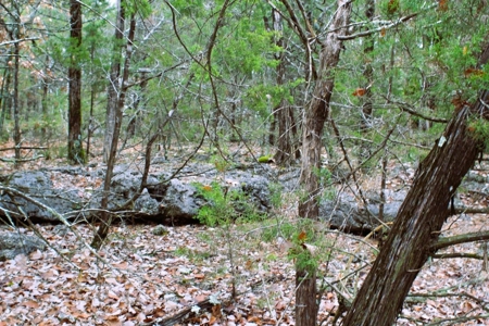 25 Secluded Acres in Protem, Missouri near Bull Shoals Lake - image 13