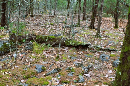 25 Secluded Acres in Protem, Missouri near Bull Shoals Lake - image 21