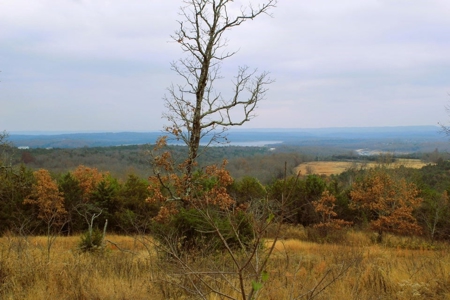 25 Secluded Acres in Protem, Missouri near Bull Shoals Lake - image 25