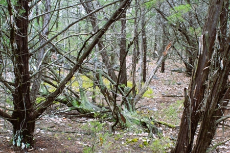 25 Secluded Acres in Protem, Missouri near Bull Shoals Lake - image 8