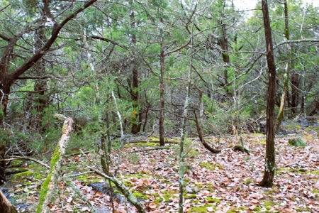 25 Secluded Acres in Protem, Missouri near Bull Shoals Lake - image 15
