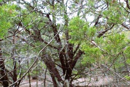 25 Secluded Acres in Protem, Missouri near Bull Shoals Lake - image 6