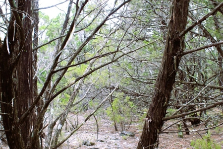 25 Secluded Acres in Protem, Missouri near Bull Shoals Lake - image 9
