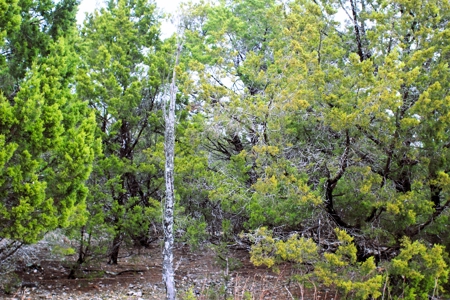 25 Secluded Acres in Protem, Missouri near Bull Shoals Lake - image 28