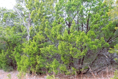 25 Secluded Acres in Protem, Missouri near Bull Shoals Lake - image 5