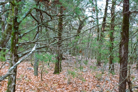 25 Secluded Acres in Protem, Missouri near Bull Shoals Lake - image 22