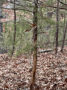 Land For Sale Along Long Creek Carroll Co, Ar Near Table Roc - image 3