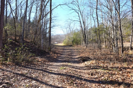 Super Hunting, River, Creeks, Pastures, Very Private, Woods - image 13
