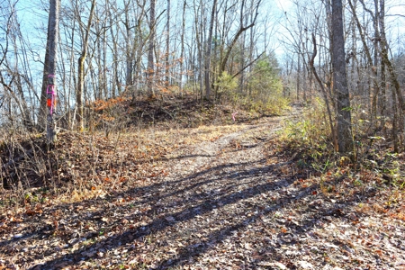Super Hunting, River, Creeks, Pastures, Very Private, Woods - image 22