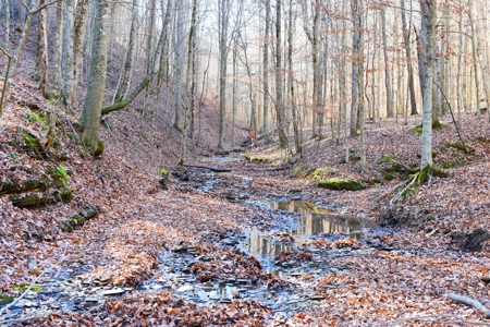Super Hunting, River, Creeks, Pastures, Very Private, Woods - image 45