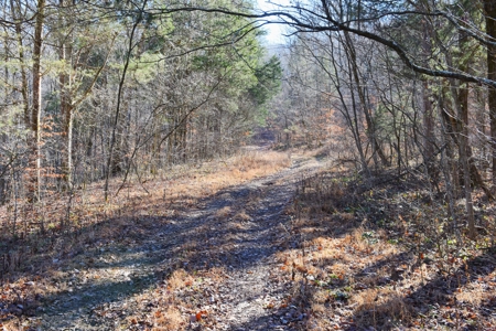 Super Hunting, River, Creeks, Pastures, Very Private, Woods - image 25