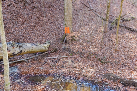 Super Hunting, River, Creeks, Pastures, Very Private, Woods - image 46