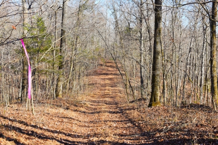 Super Hunting, River, Creeks, Pastures, Very Private, Woods - image 29