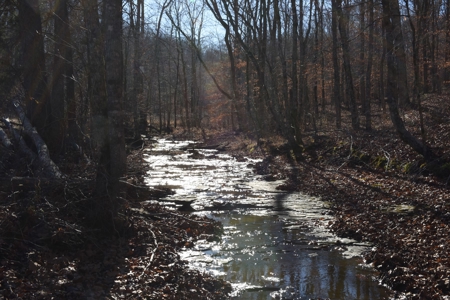 Super Hunting, River, Creeks, Pastures, Very Private, Woods - image 36
