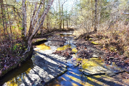 Super Hunting, River, Creeks, Pastures, Very Private, Woods - image 21