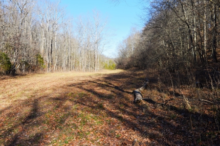 Super Hunting, River, Creeks, Pastures, Very Private, Woods - image 38
