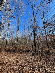 Land For Sale In Beautiful Eminence, Missouri - image 12