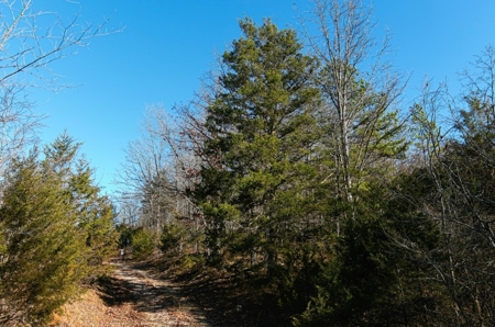 Land For Sale In Beautiful Eminence, Missouri - image 28