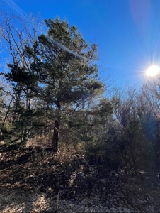 Land For Sale In Beautiful Eminence, Missouri - image 7