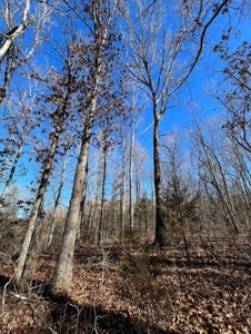 Land For Sale In Beautiful Eminence, Missouri - image 10