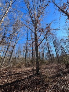 Land For Sale In Beautiful Eminence, Missouri - image 9