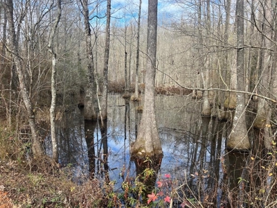 Unique Recreational Tract in SW MS with 6 Ponds - image 38
