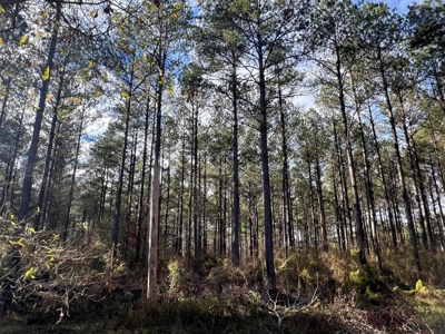 Unique Recreational Tract in SW MS with 6 Ponds - image 30