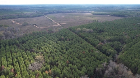 Hunting Land for Sale in Amite County - image 23