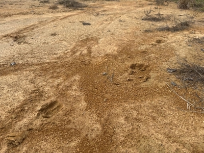 Hunting Land for Sale in Amite County - image 35