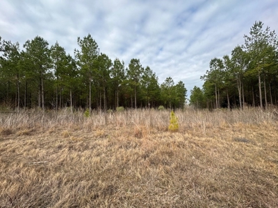 Hunting Land for Sale in Amite County - image 33