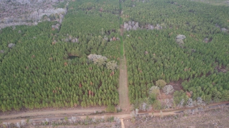 Hunting Land for Sale in Amite County - image 18