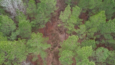 Hunting Land for Sale in Amite County - image 12