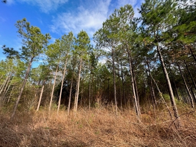 Hunting Land for Sale in Amite County - image 46