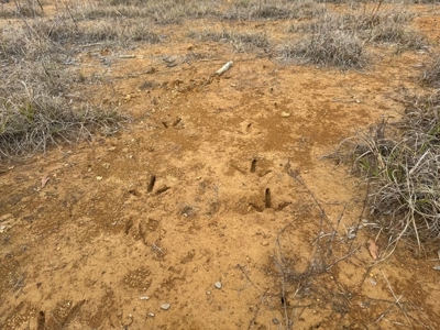 Hunting Land for Sale in Amite County - image 37