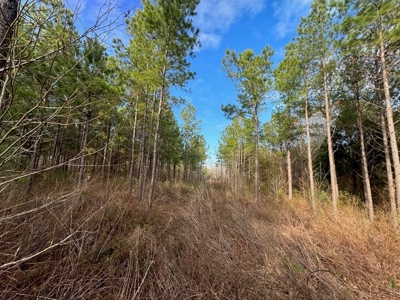 Hunting Land for Sale in Amite County - image 47