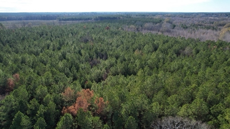 Hunting Land for Sale in Amite County - image 29