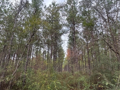 Hunting Land for Sale in Amite County - image 40