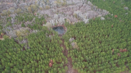 Hunting Land for Sale in Amite County - image 2