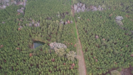Hunting Land for Sale in Amite County - image 17
