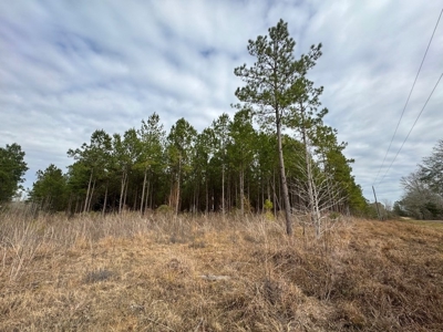 Hunting Land for Sale in Amite County - image 34