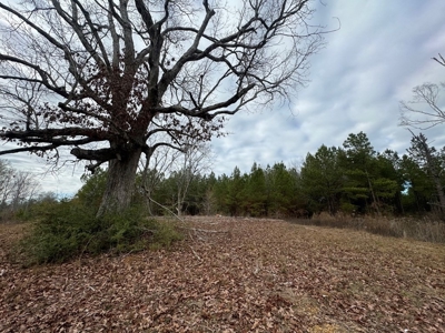 Hunting Land for Sale in Amite County - image 44